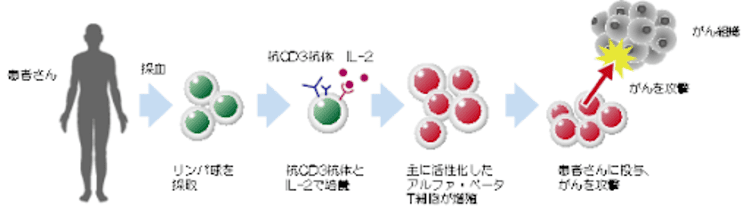 アルファ・ベータT細胞療法の仕組み