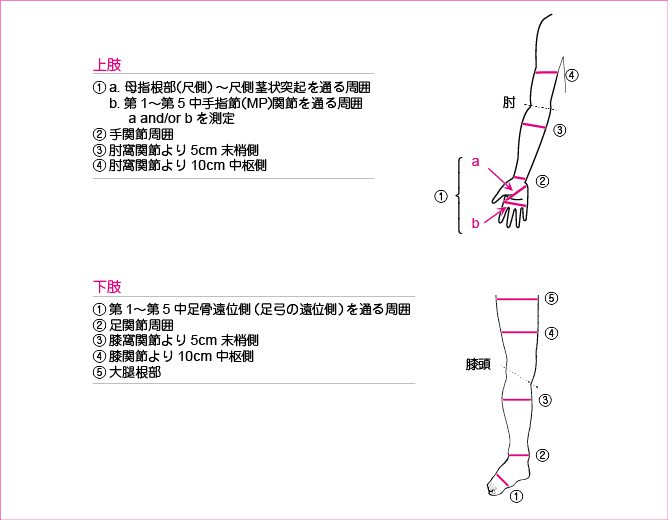 四肢における周径の計測部位